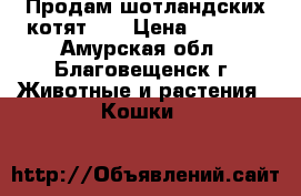 Продам шотландских котят!!! › Цена ­ 5 000 - Амурская обл., Благовещенск г. Животные и растения » Кошки   
